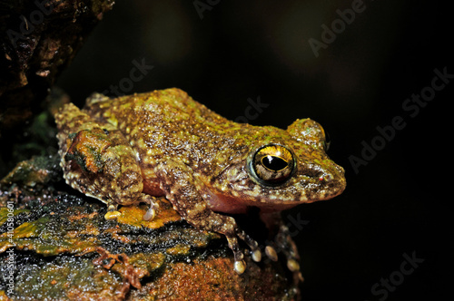 perfekt getarnter Ruderfrosch // Hollow-snouted Shrub Frog (Pseudophilautus cf. cavirostris) - Sri Lanka
