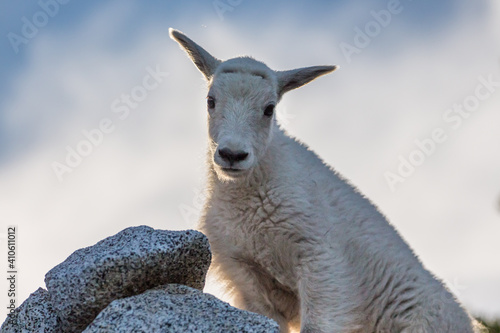 Cascadia young mountain goat