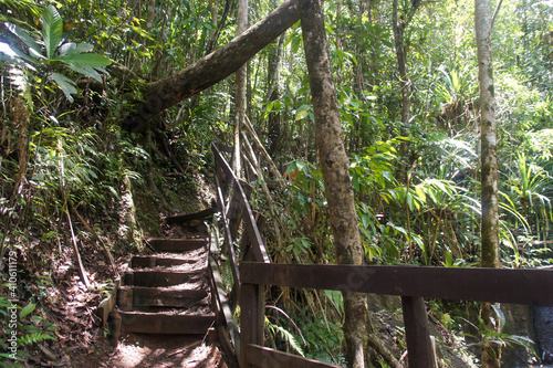 Wooden ladder in Colo-i-Suva rain forest national park, nature reserve near Suva, Viti Levu island, Fiji, Melanesia, Oceania.