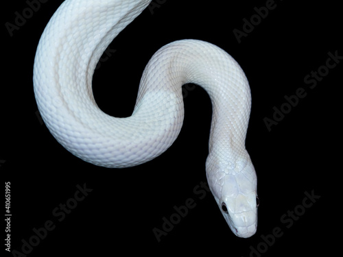 The Texas rat snake (Elaphe obsoleta lindheimeri ) is a subspecies of rat snake, a nonvenomous colubrid found in the United States, primarily within the state of Texas.