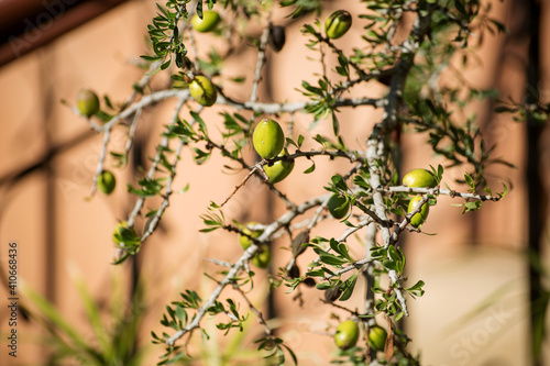 Fresh argan fruits on a branch. 