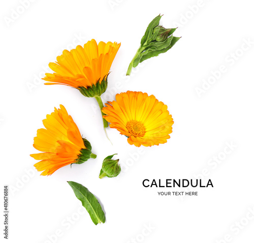 Creative layout made of calendula . Flat lay. Flower concept. Calendula on the white background.