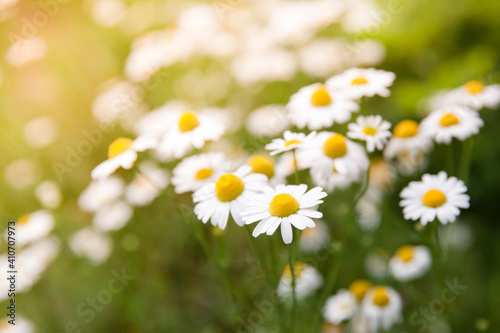 Meadow with blooming daisies in summer. The texture of chamomile field.