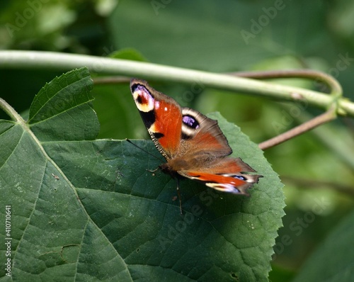 Motyl Pawie oczko