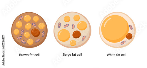 Vector set of brown, beige and white fat cells. Illustration of adipose tissue