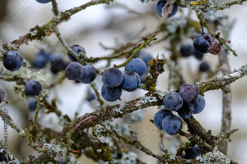 Blaue Schlehen / Früchte des Schlehdorn (lat.: Prunus spinosa) in einer Schlehenhecke im Winter nach dem ersten Frost