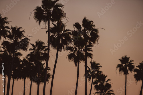 Palm Trees