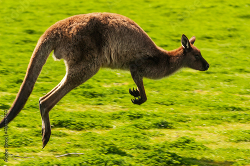 Pan shot of a Western Grey Kangaroo jumping in the grass