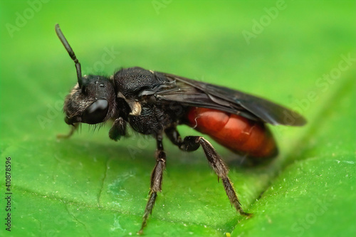 Closeup of a red parasitic blood bee Sphecodes albilabris on a leaf