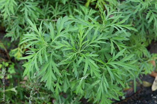 Green leaves on shoot of Common wormwood, another name is Quinghao, Sweet warmwood, Grand wormwood, mugwort, Absinthe, Absinthium, Absinthium wormwood.