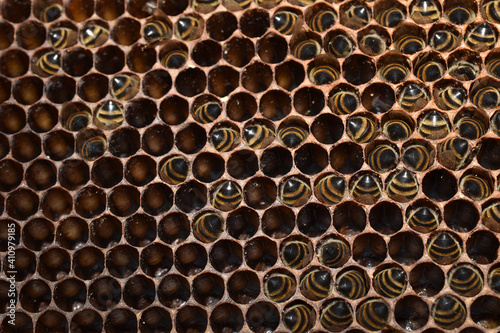 Bienenstock verhungert im Winter, Bienenhinterleiber ragen aus Honigwaben bei Futtersuche