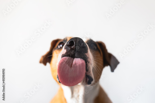 Dog with licking tongue, close-up view, shot through the glass. Funny pet portrait, focus on the tongue