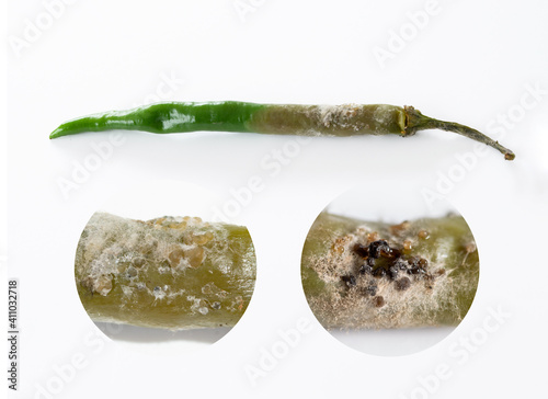 Close up conidium germinates fungus Botrytis spp. common name gray mold on green chili tissue 