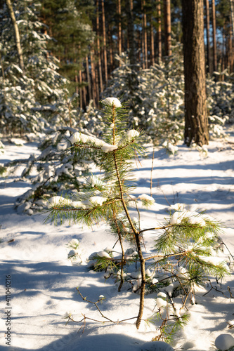 młode sosny zwyczajne Pinus silvestris, pokryte śniegiem, zima w lesie