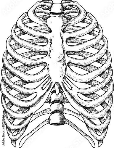 vector illustration of human ribs