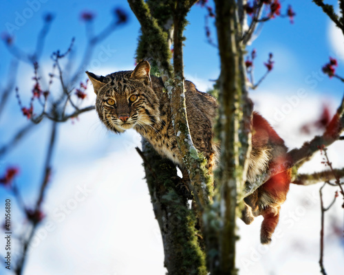 Florida bobcat in a tree