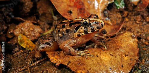 Kirtisinghe's frog (Fejervarya cf. kirtisinghei) - Sri Lanka // tropischer Frosch (Fejervarya cf. kirtisinghei) - Sri Lanka 