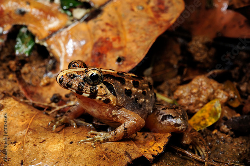 tropischer Frosch (Fejervarya cf. kirtisinghei) - Sri Lanka // Tropical frog (Fejervarya cf. kirtisinghei) - Sri Lanka 