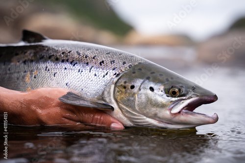 A fisherman releases wild Atlantic silver salmon into the cold water