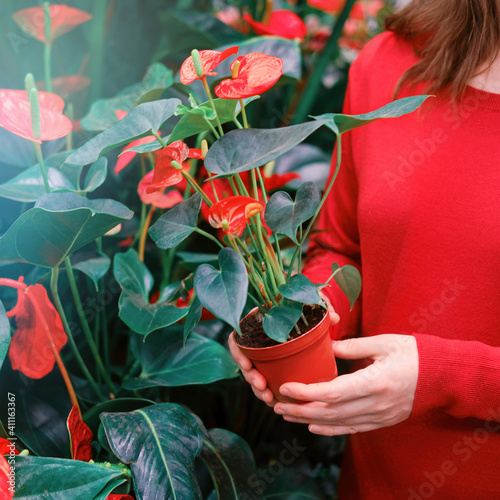 Woman hands with red anthurium flower pot in plant shop