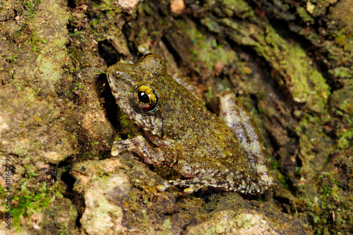 Ruderfrosch (Pseudophilautus cf. hallidayi) Sinharaja Forest Nationalpark, Sri Lanka