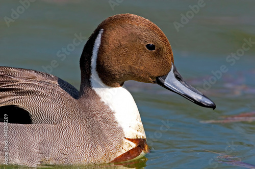 Male Northern Pintail, Anas acuta, close up profile