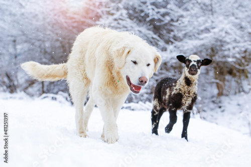 Colour lamb with white dog ( Slovak cuvac) on the snow. Winter landscape. Copy space for text or description. ..