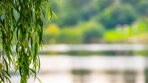 Willow branch with green leaves hangs over the river water