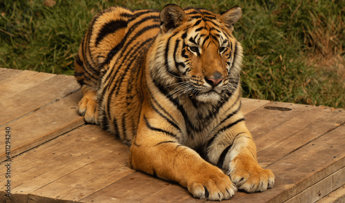 tiger resting 