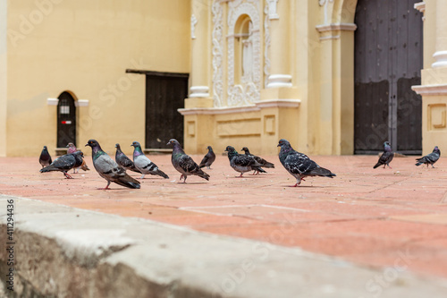 Flock of sparrows on the ground in front of a historical