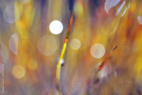 Amazing macro of moss with droplets 