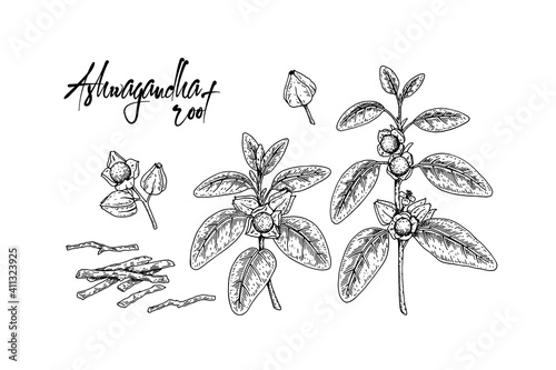 Set of hand drawn Ashwagandha branch with berries, root and leaves isolated on white background. Vector illustration in sketch style.