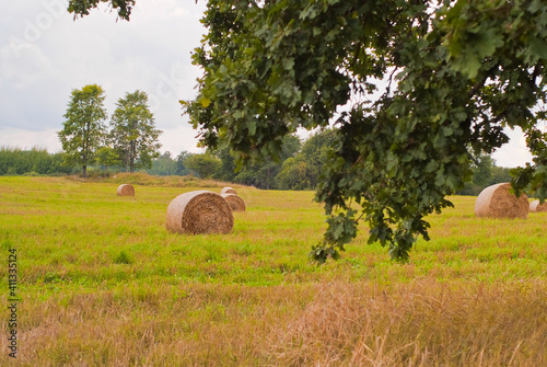 summer landscape. in the photo, a green field and sheaves of hay, in the foreground tree branches, in the background a forest