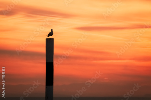 Solitary seagull on an ocean water marker post against a sunset sky at Mahanga Peninsula, East Coast, North Island, New Zealand