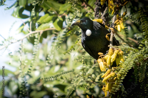 Tui, a native New Zealand songbird, pictured in a flowering native Kowhai tree 