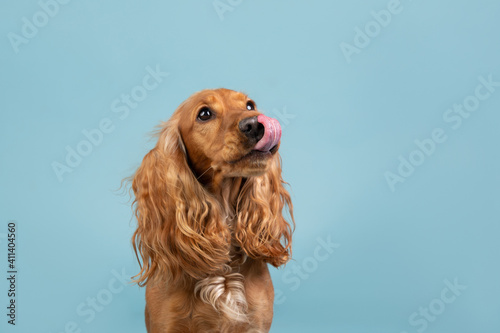 Cocker spaniel studio portrait licking nose