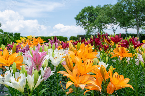 満開のユリの花