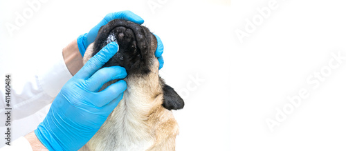 Veterinary doctor in medical gloves lubricates the dog wounds with ointment. pug dog with red inflamed wounds on his face. Dog Allergy, Dermatitis, a fungal infection on skin face