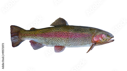 Rainbow trout salmon fish isolated on white background