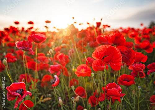 Nice colorful poppy field in spring