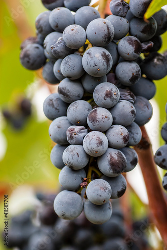 Harvesting vineyards of sangiovese in Tuscany