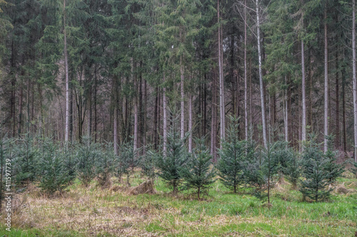 Wiederaufforstung im Nadelwald