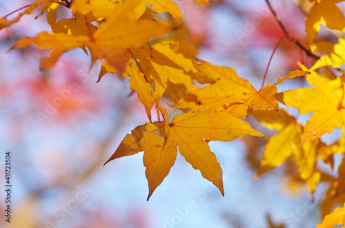 The yellow maple leaves in Japan