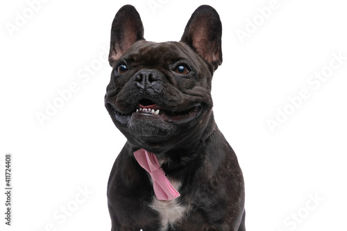 french bulldog dog panting and wearing a pink bowtie