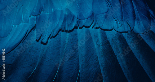 blue feather pigeon macro photo. texture or background