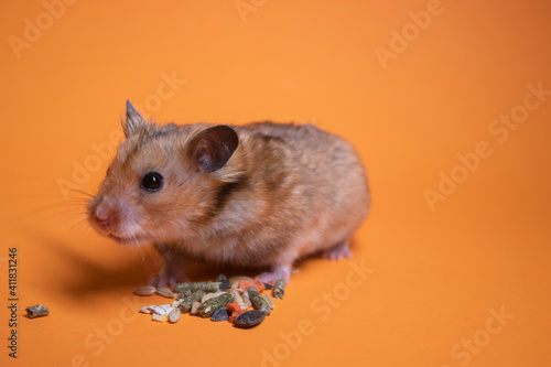 brown hamster mouse eating food for rodents isolated on orange background. pet, pest