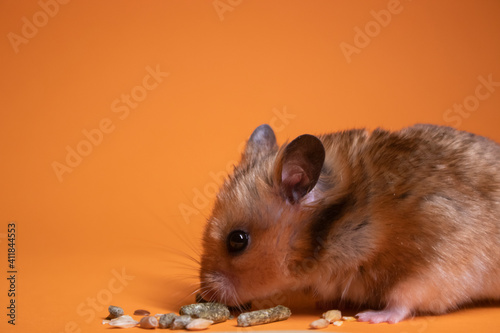 brown hamster mouse eating food for rodents isolated on orange background. pet, pest