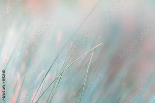 Wild grasses in a forest. Macro image, shallow depth of field. Abstract nature background