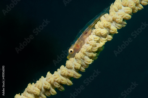 Whip coral goby (Bryaninops yongei) on a whip coral (Cirrhipathes sp.) near Kapalai, Malaysia
