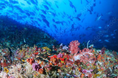 Beautiful, colorful soft corals on a tropical reef in the Mergui Archipelago, Myanmar